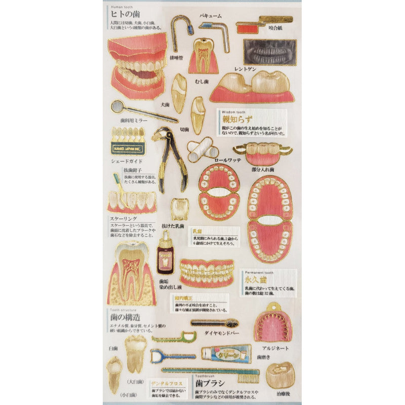 (COMING SOON) Kamio Japan - Otona Sticker Sheet - Dental Care