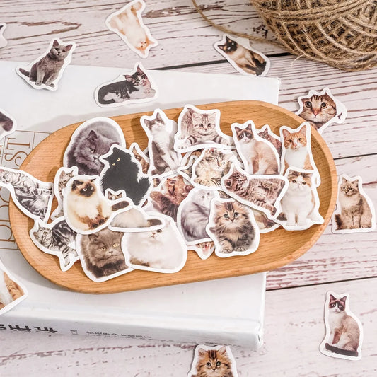 Sticker Box - Kitty Selfie