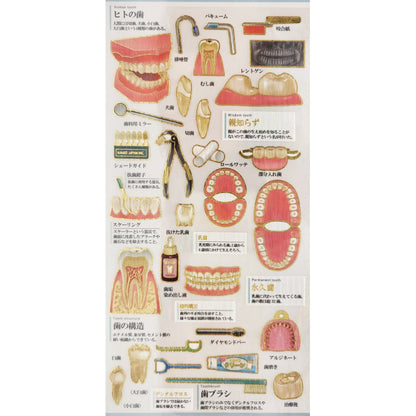 Kamio Japan - Otona Sticker Sheet - Dental Care